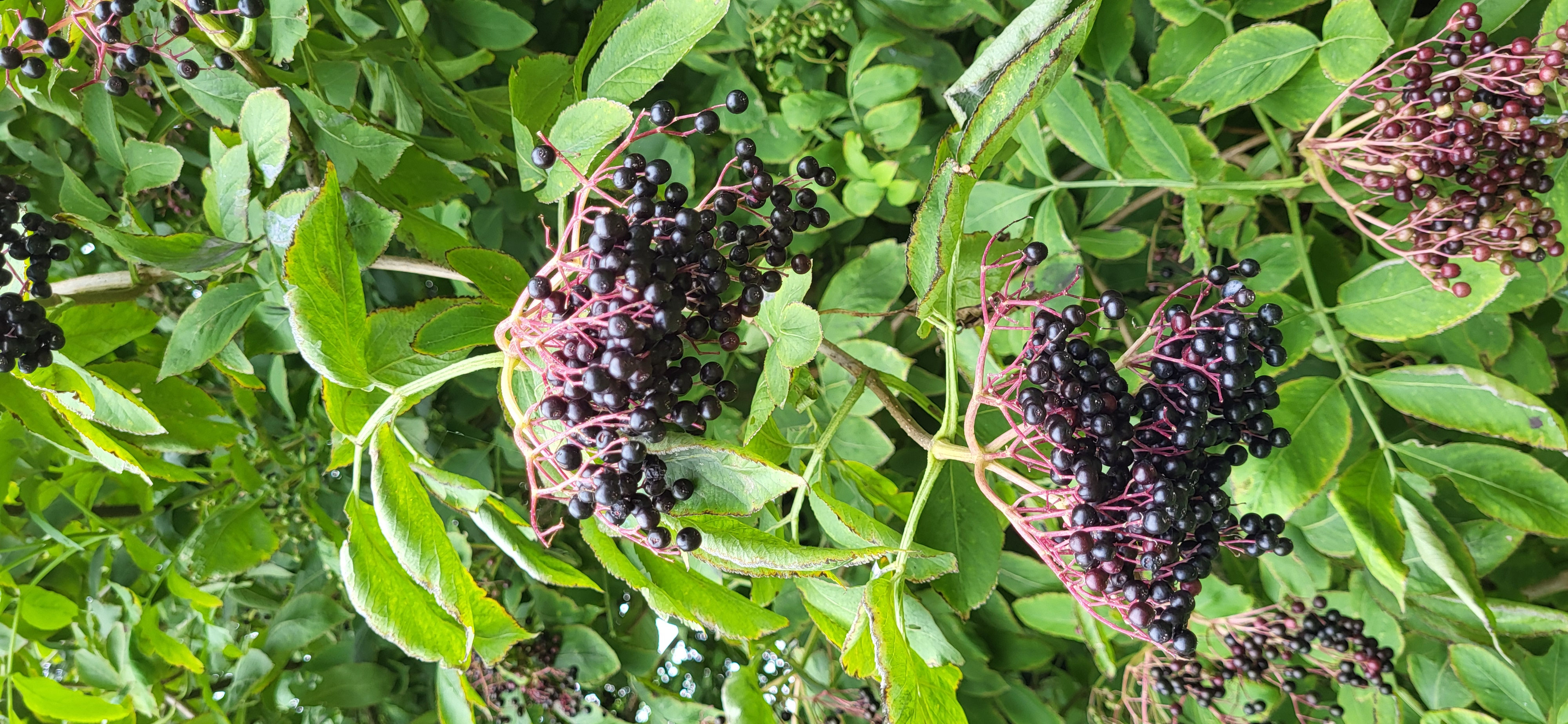 Elderberry cluster