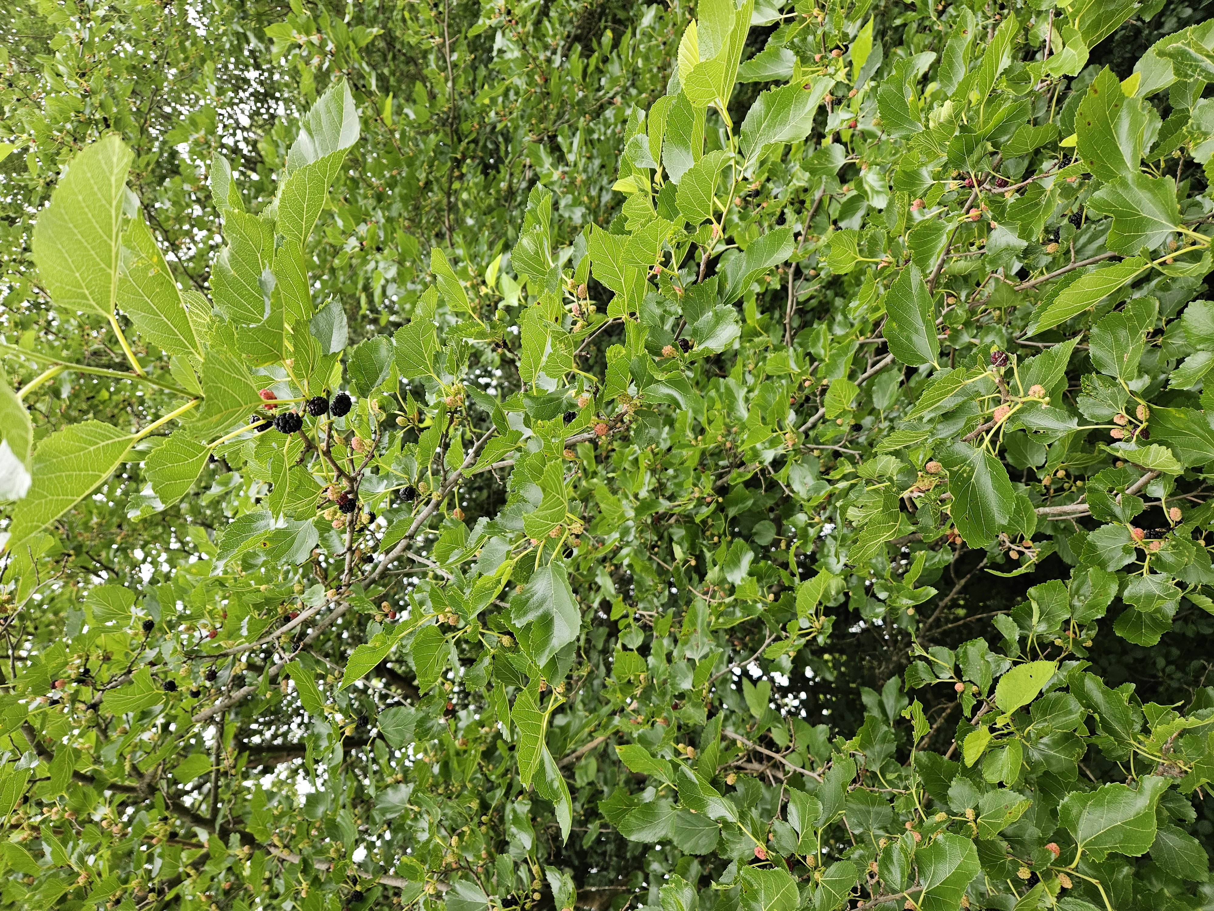 Apples ready for picking